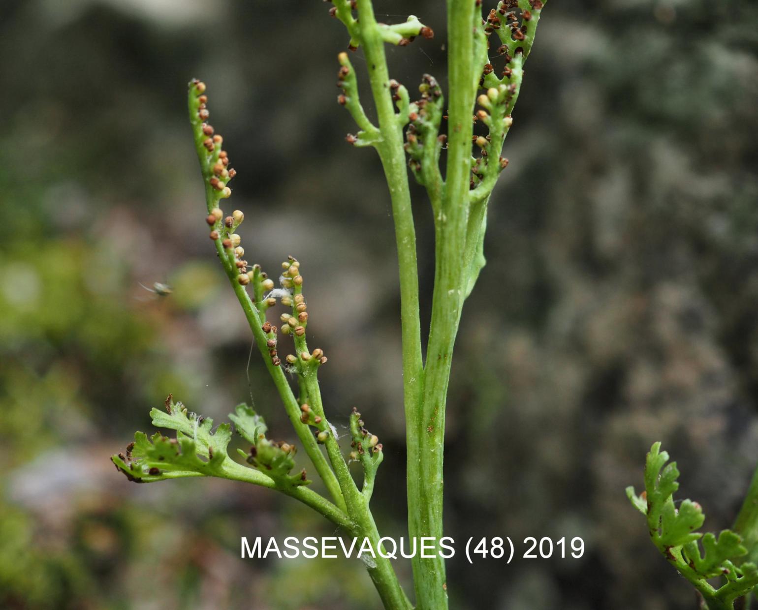 Moonwort, Daisy-leaved